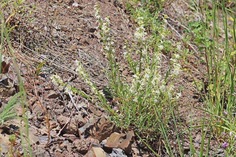 Penstemon deustus var. deustus photo 5