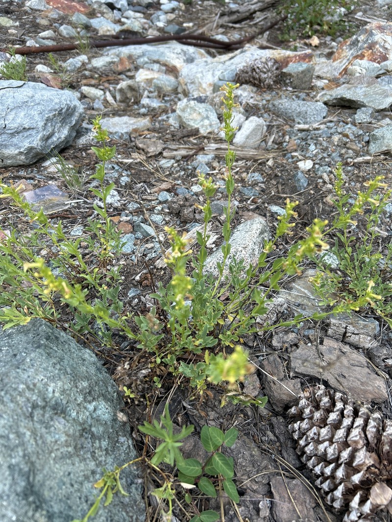 Penstemon deustus var. pedicellatus