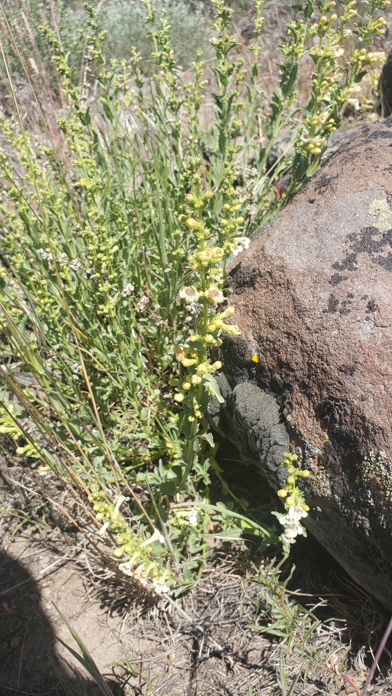 Penstemon deustus var. pedicellatus photo 3