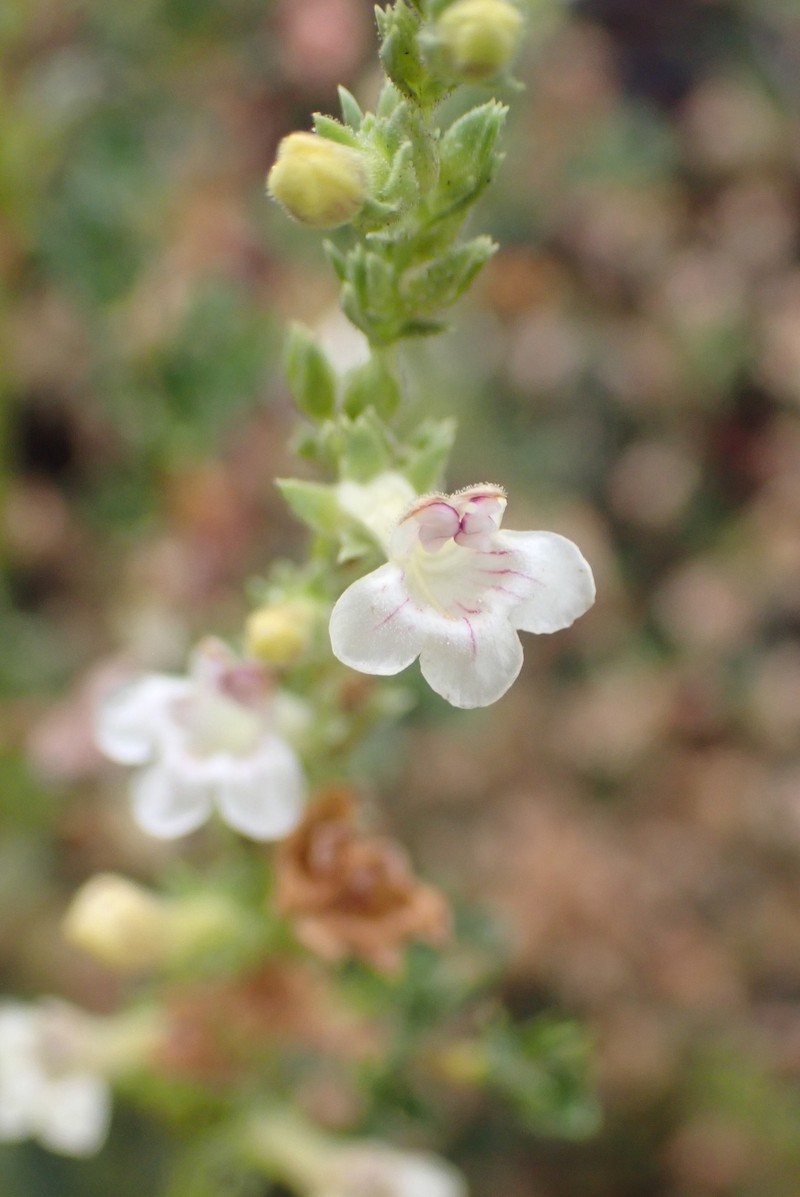 Penstemon deustus var. pedicellatus photo 4