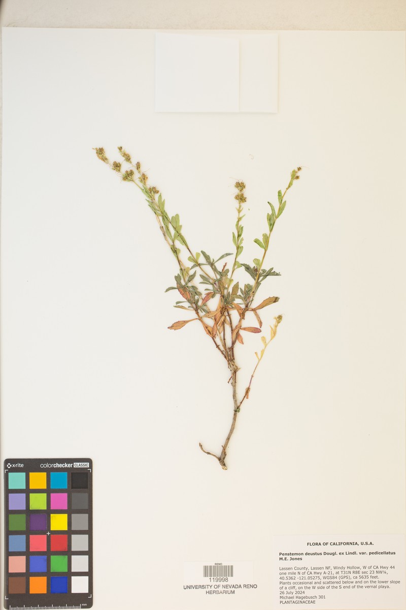 Penstemon deustus var. pedicellatus photo 5