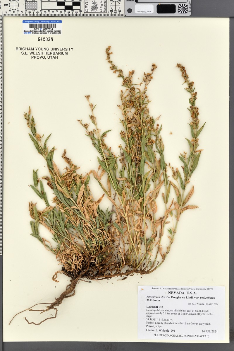 Penstemon deustus var. pedicellatus photo 7