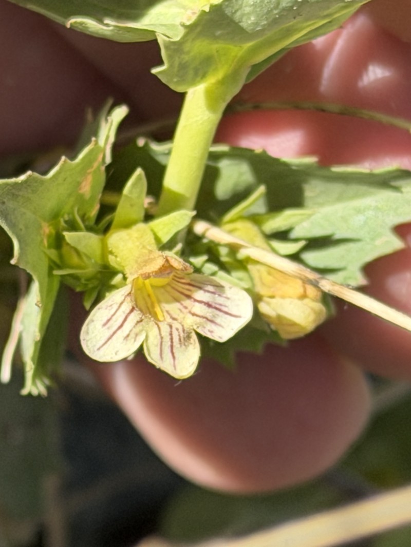Penstemon deustus var. suffrutescens