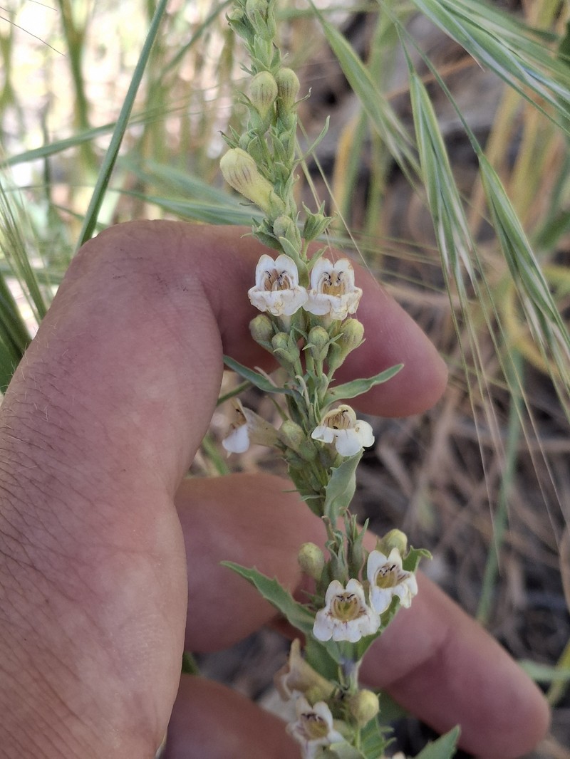 Penstemon deustus var. suffrutescens photo 2