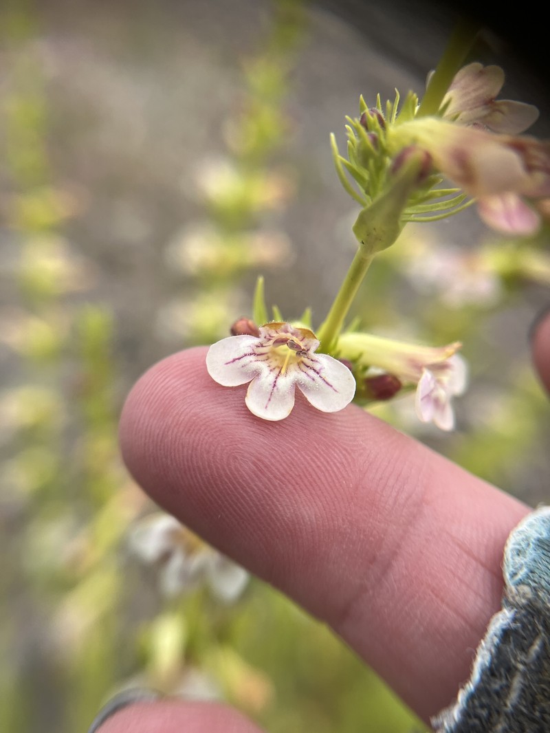 Penstemon deustus var. suffrutescens photo 3