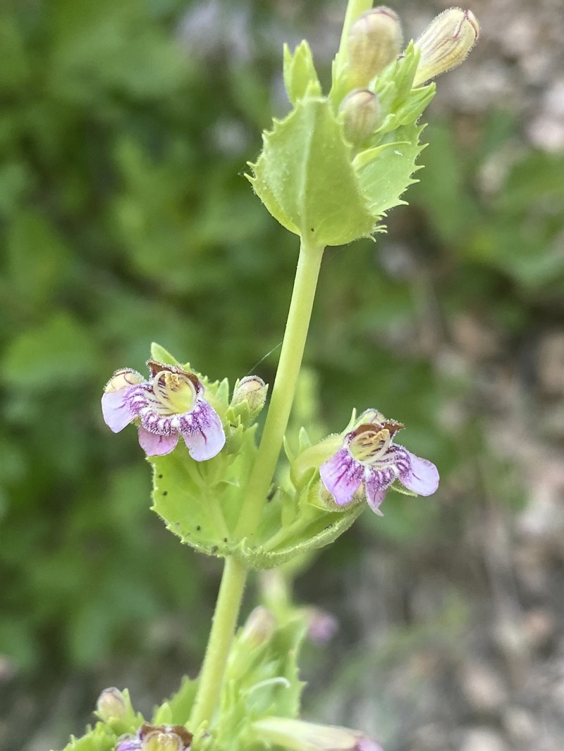Penstemon deustus var. suffrutescens photo 4