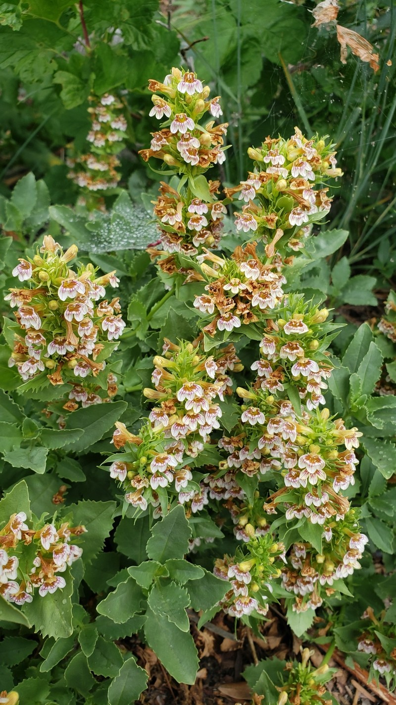 Penstemon deustus var. suffrutescens photo 5