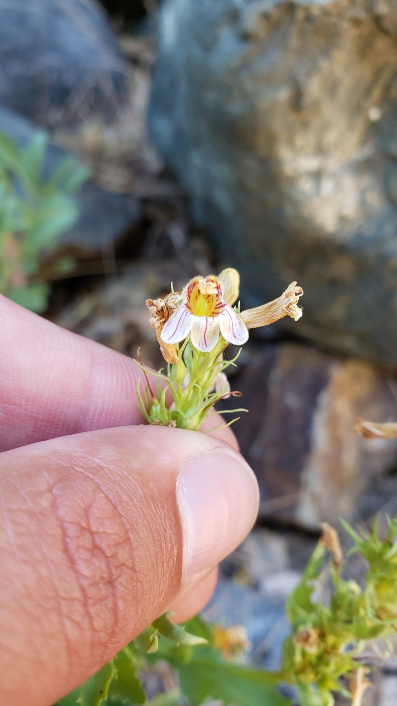 Penstemon deustus var. suffrutescens photo 6