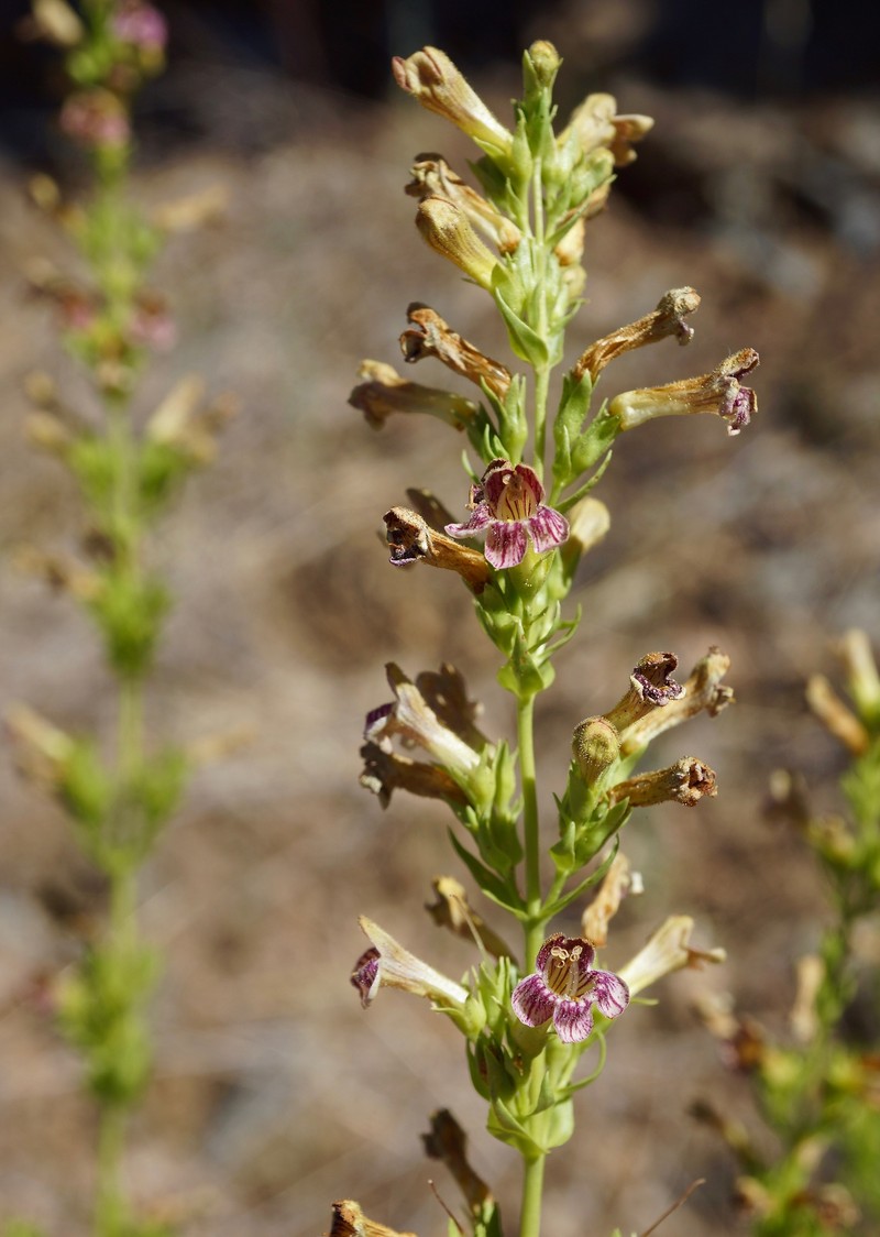 Penstemon deustus var. suffrutescens photo 7