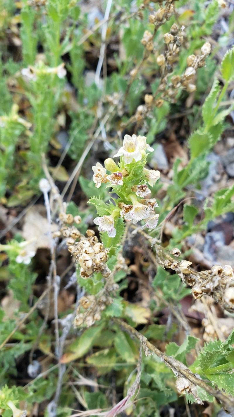Penstemon deustus var. suffrutescens photo 8