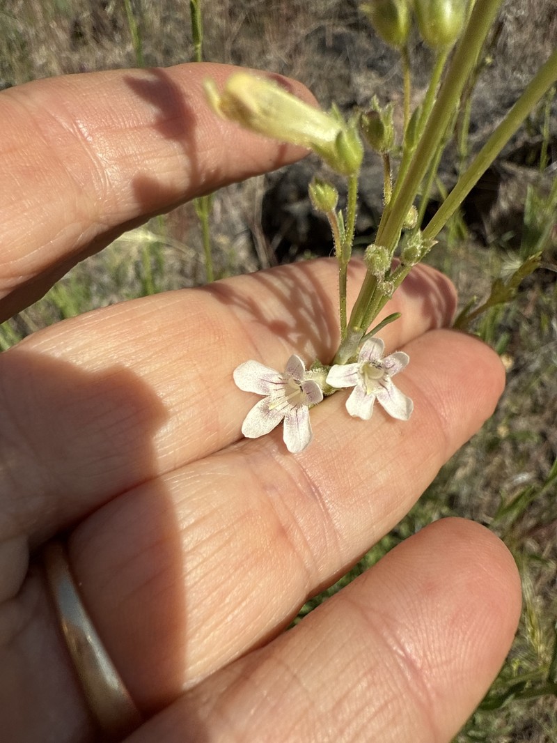 Penstemon deustus var. variabilis