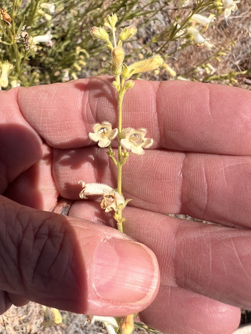 Penstemon deustus var. variabilis photo 2