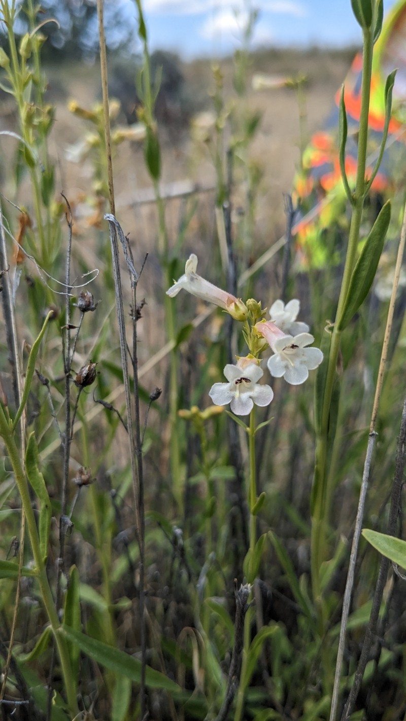 Penstemon deustus var. variabilis photo 3