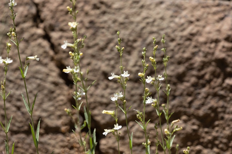 Penstemon deustus var. variabilis photo 4