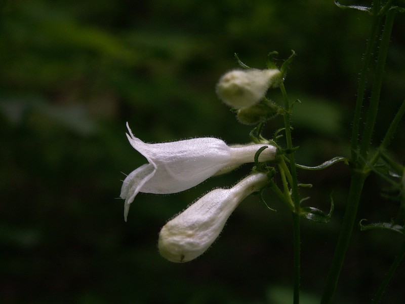 Lowland Beardtongue