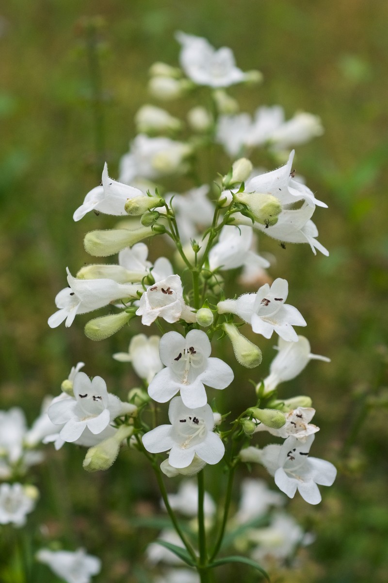 Lowland Beardtongue photo 3