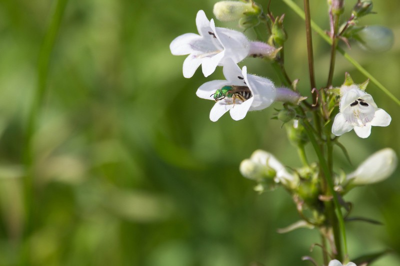 Lowland Beardtongue photo 4