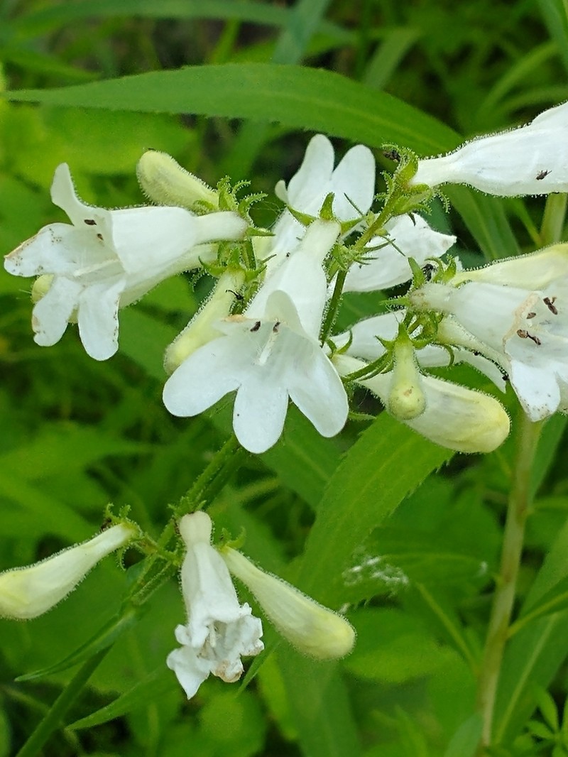 Lowland Beardtongue photo 5