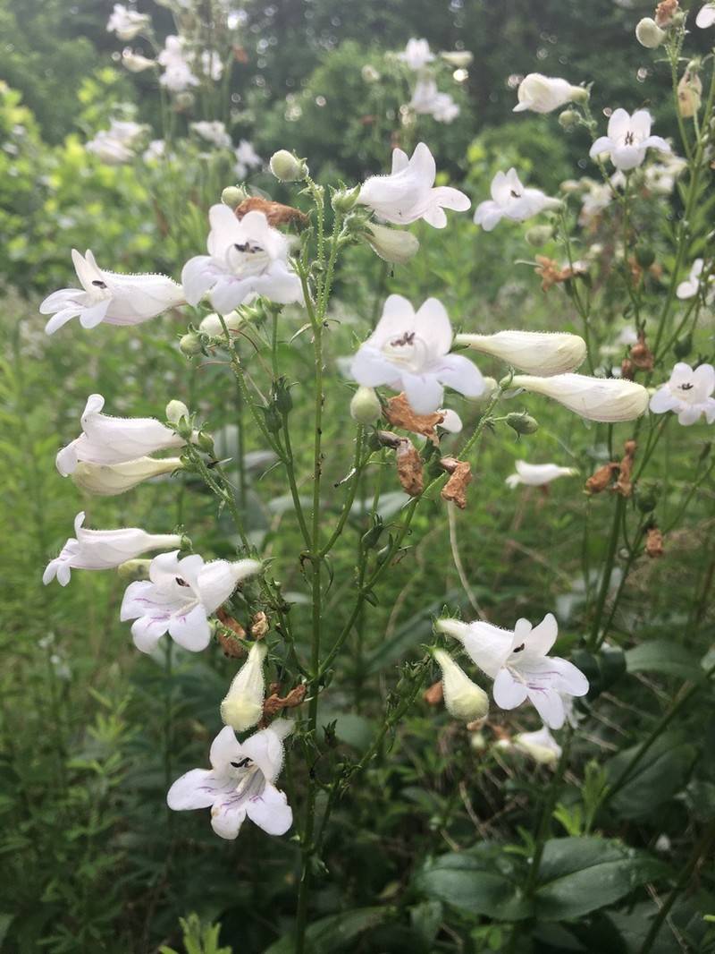 Lowland Beardtongue photo 6