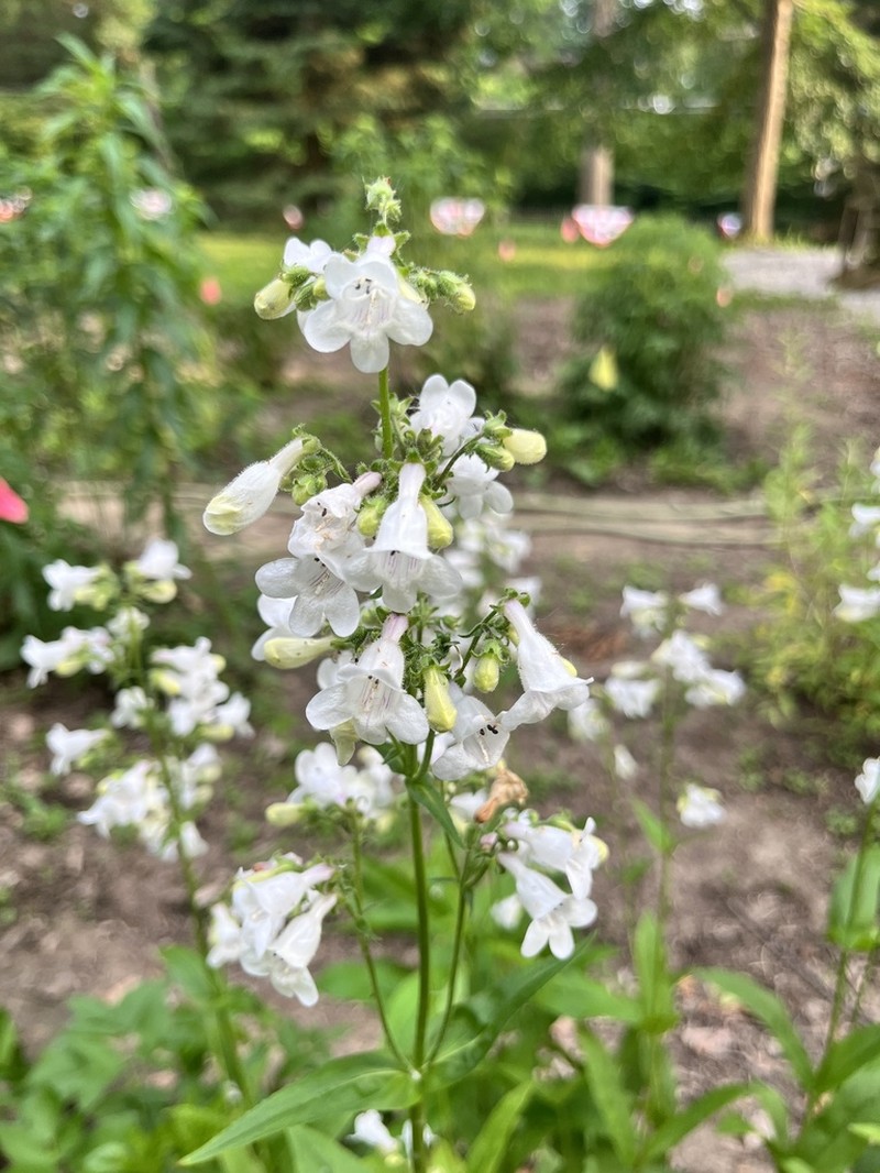 Foxglove Beardtongue photo 6