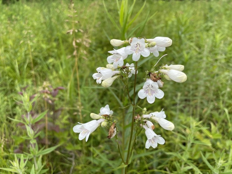 Foxglove Beardtongue photo 7