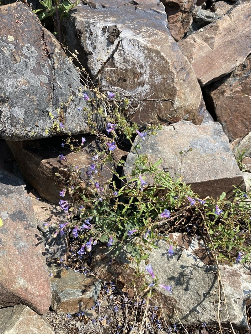 Twoleaf Beardtongue