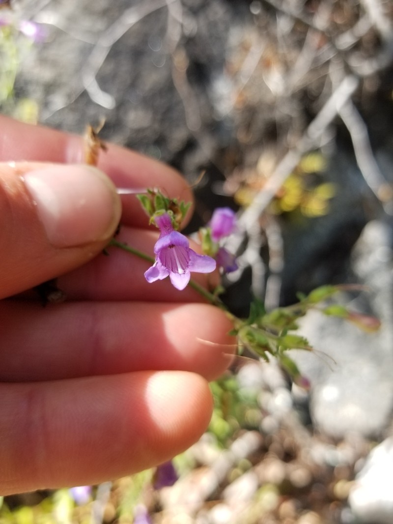 Twoleaf Beardtongue photo 2