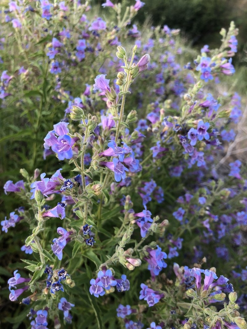 Twoleaf Beardtongue photo 3