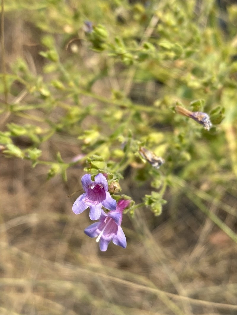 Twoleaf Beardtongue photo 4