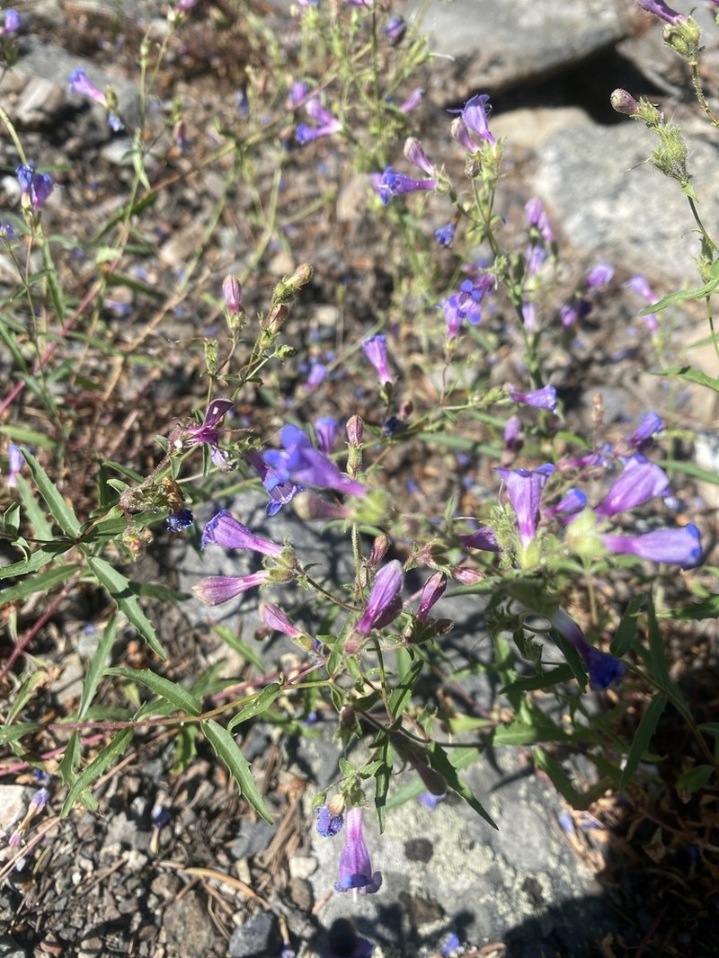 Twoleaf Beardtongue photo 5