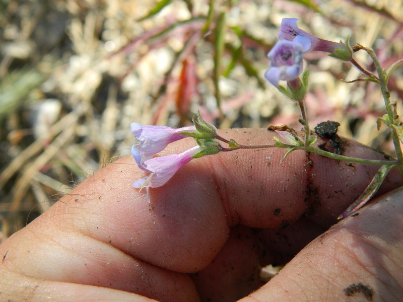 Twoleaf Beardtongue photo 6