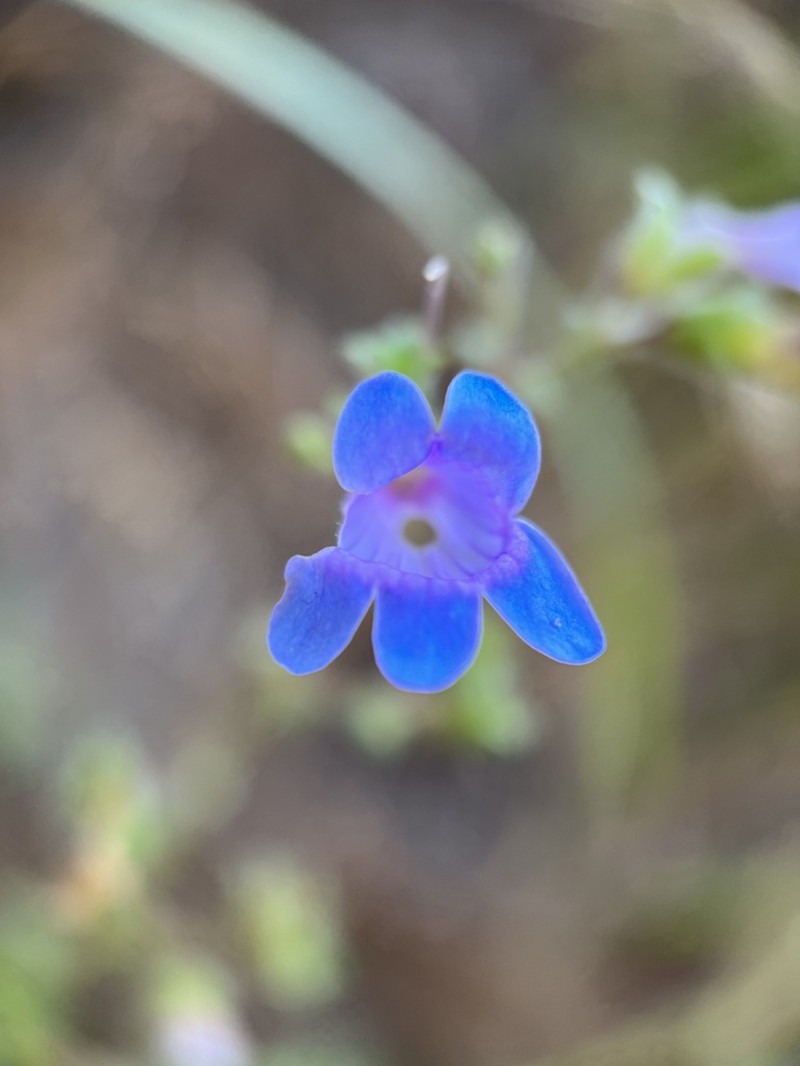 Twoleaf Beardtongue photo 7