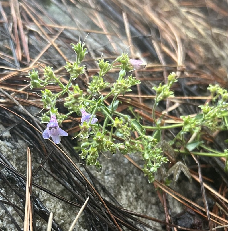 Twoleaf Beardtongue photo 8