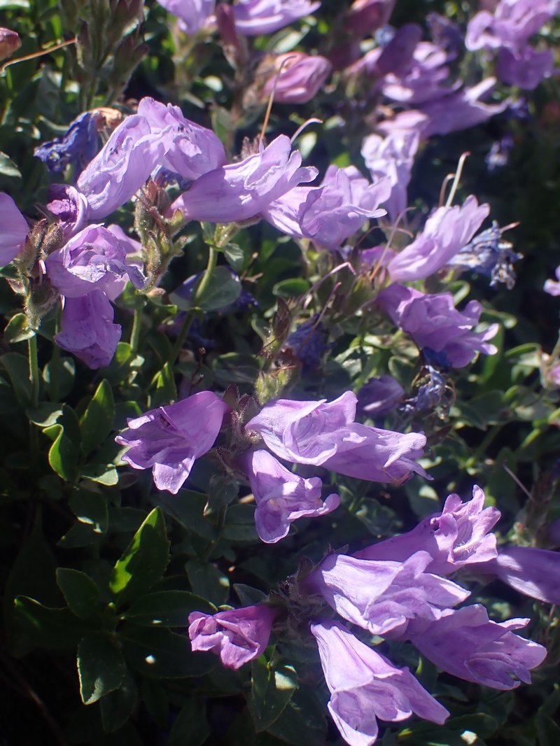 Rocky Ledge Penstemon