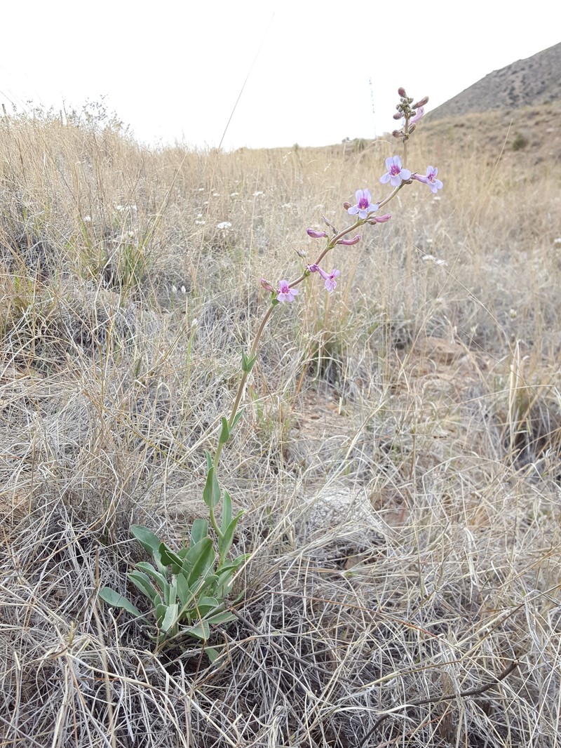 Fendler's Penstemon