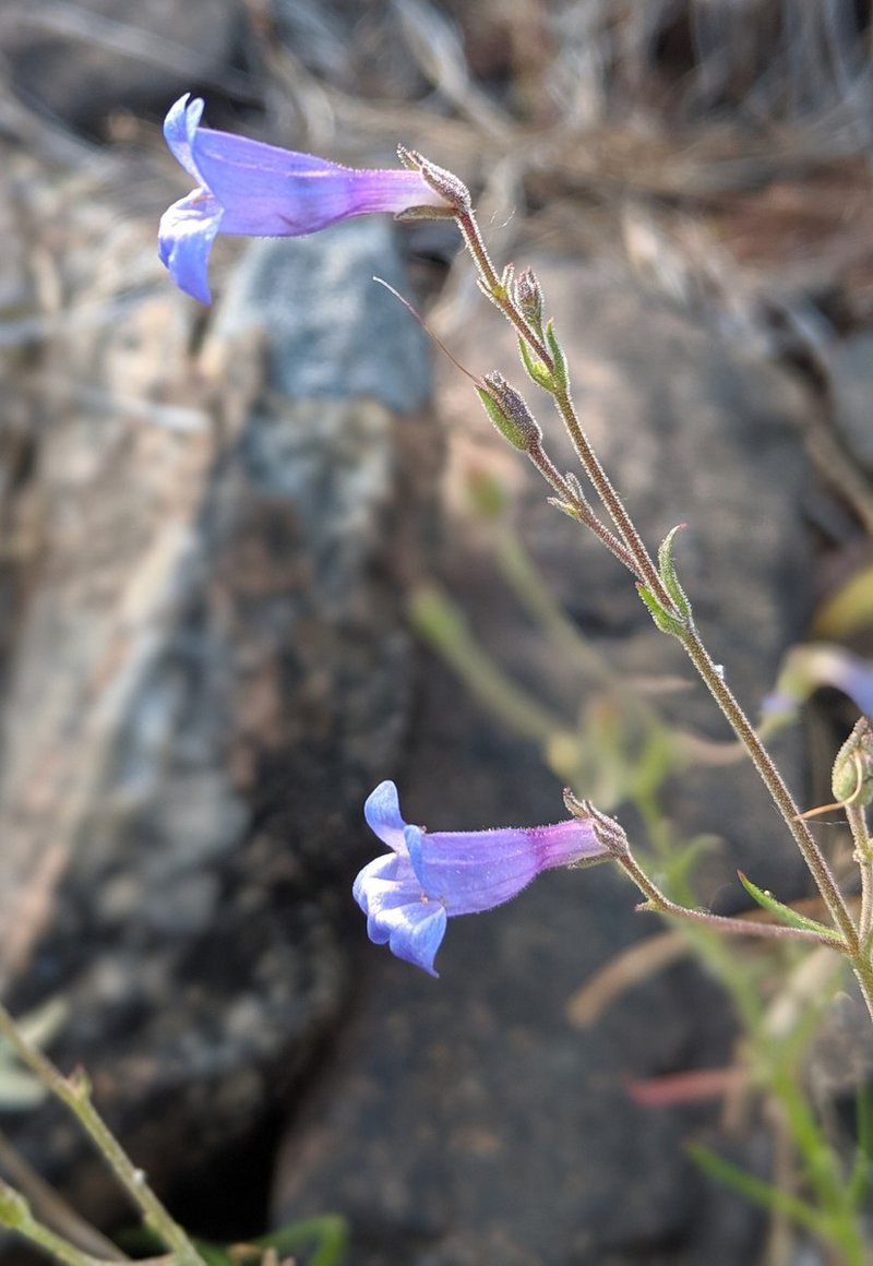 Threadleaf Beardtongue