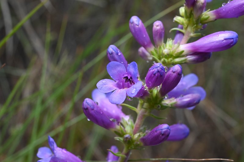 Fremont's Beardtongue