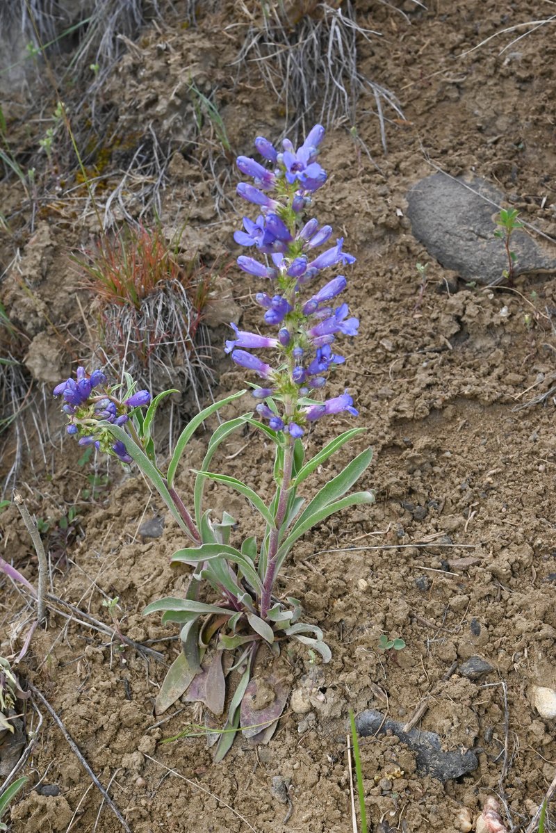 Fremont's Beardtongue photo 5