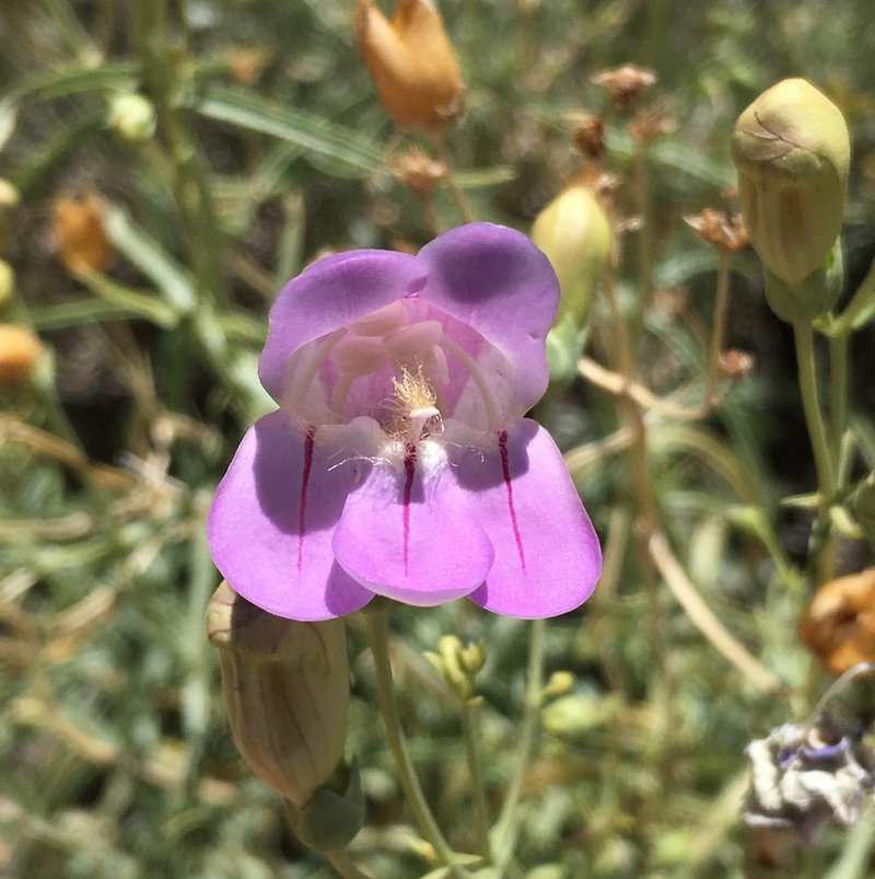 Death Valley Beardtongue