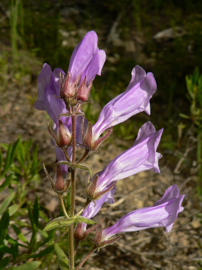 Bush Penstemon