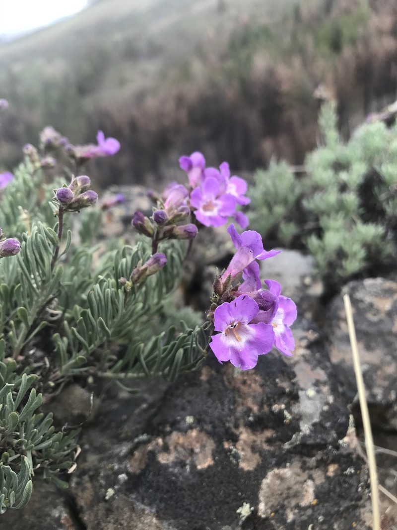 Gairdner's Beardtongue