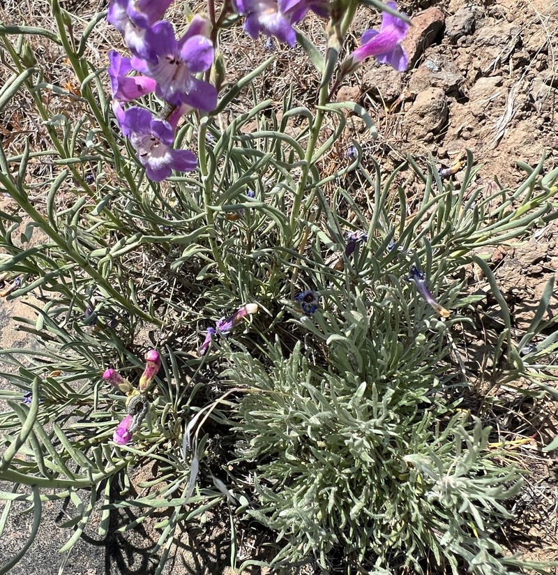 Gairdner's Beardtongue photo 3