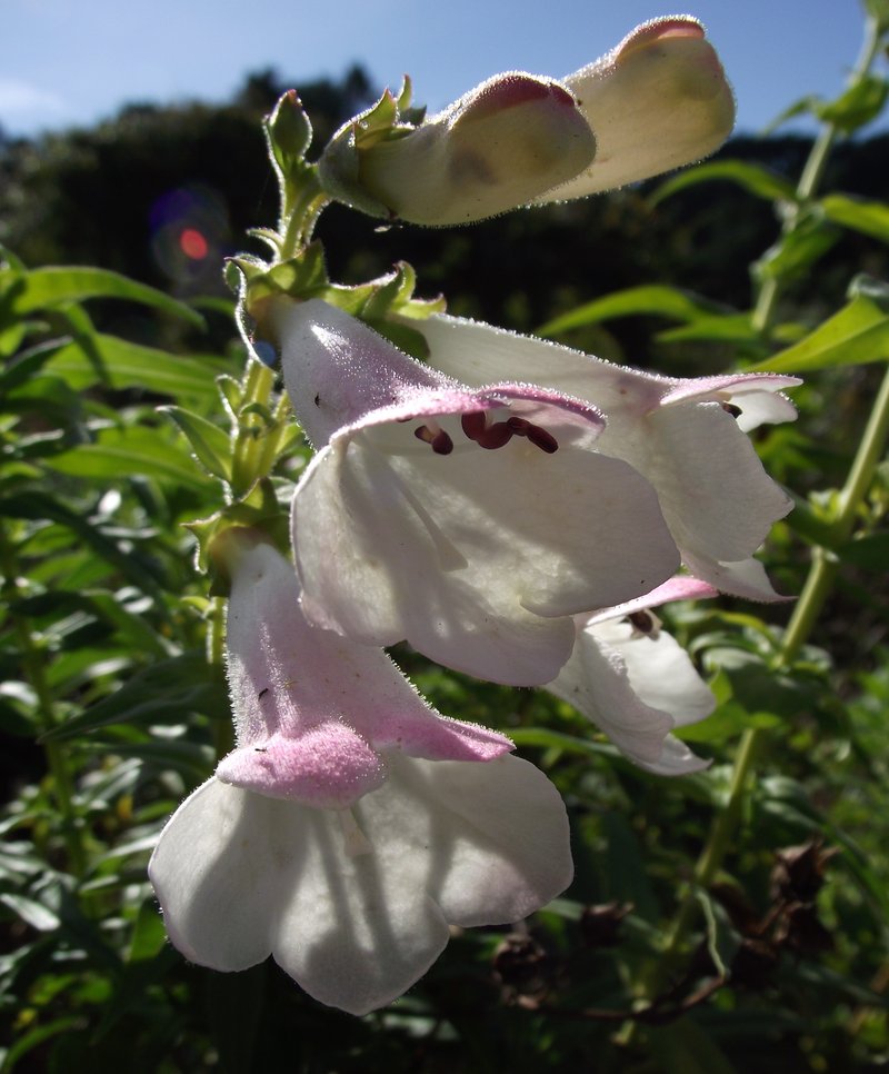 Gentian Beardtongue