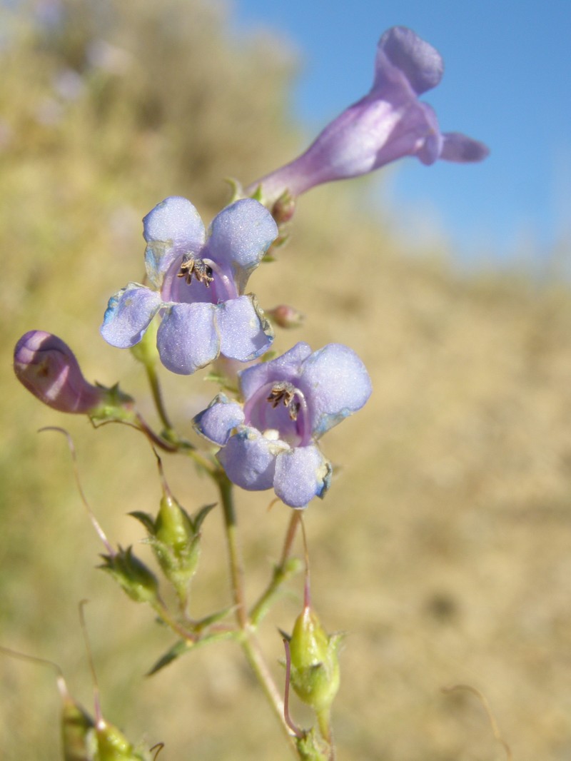 Gibbens' Beardtongue