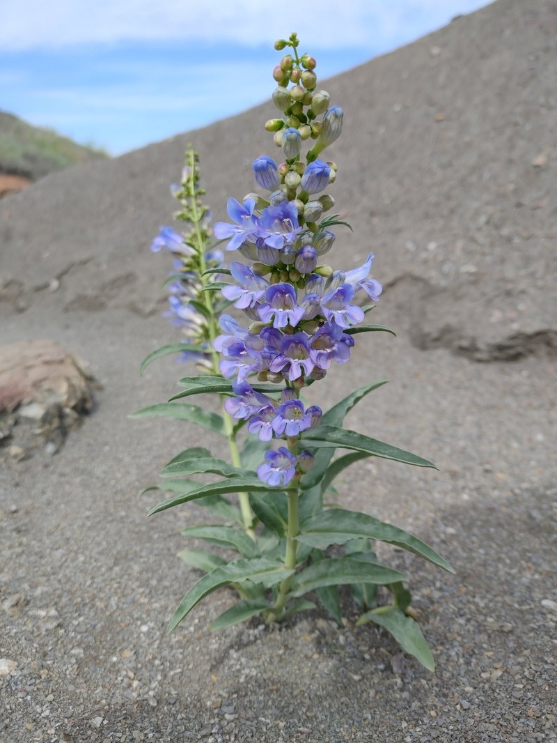 Sawsepal Penstemon