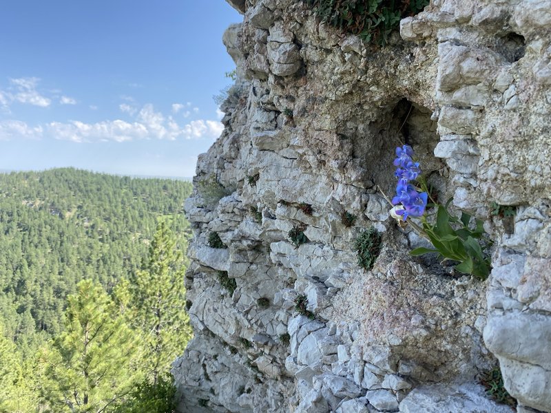 Sawsepal Penstemon photo 6