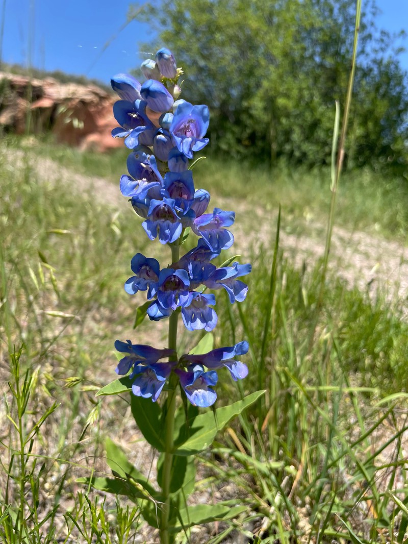 Penstemon glaber var. glaber