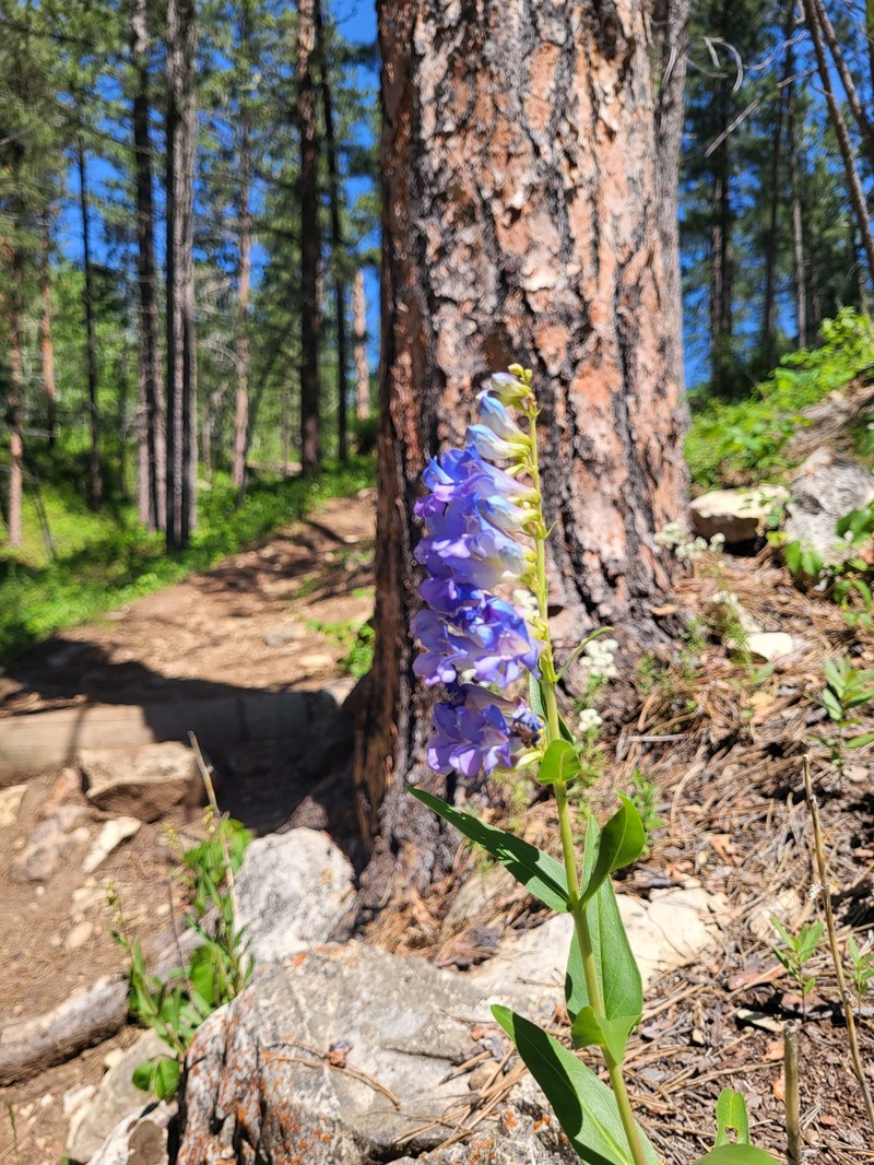 Penstemon glaber var. glaber photo 2