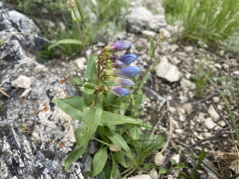 Penstemon glaber var. glaber photo 3