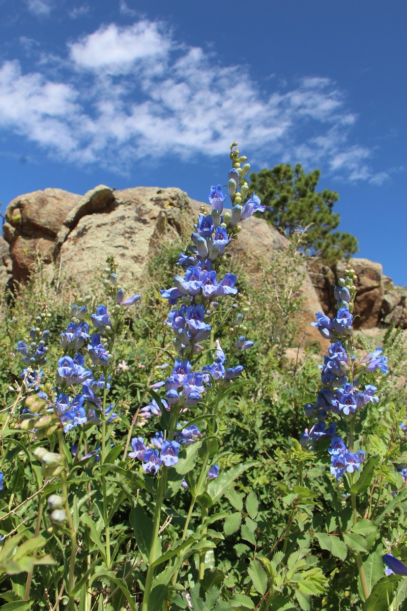 Penstemon glaber var. glaber photo 4